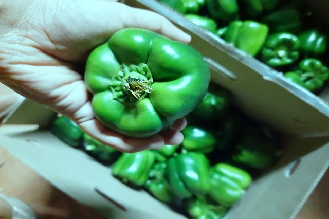 Bell Pepper  - Green
